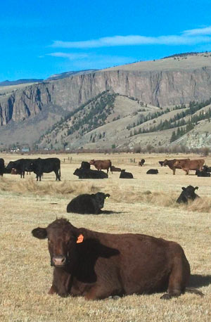 4UR Ranch cows