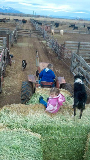 Lucy Jo Feeding Cows